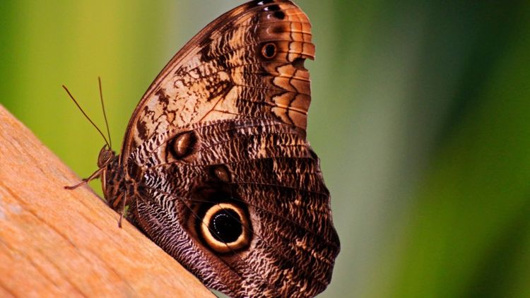 生肖|九月份开始，好运挡不住，美梦成真，无比幸福的4大生肖