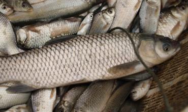 「鲫鱼」鱼线一般用几号？为什么？