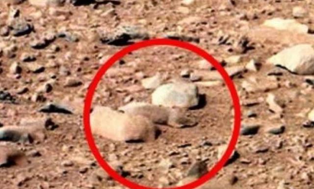 火星|“好奇号”传回火星照片，人们发现了“蜥蜴”，火星真有生物？