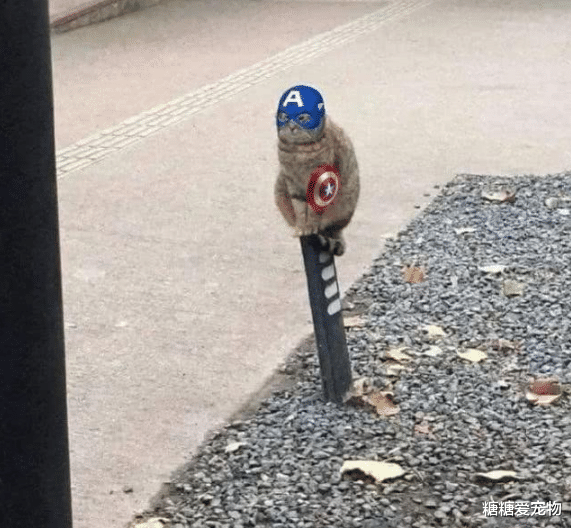 猫咪蹲路边思考猫生，结果却被网友们玩坏了，猫：呵，人类啊