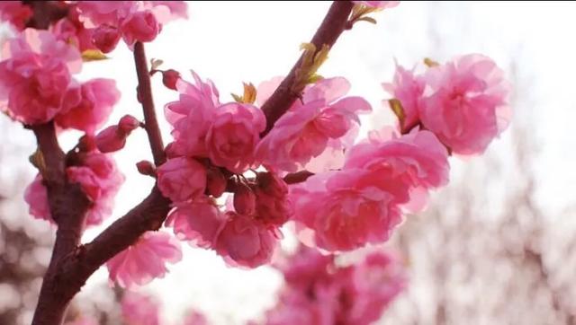 #属鼠#5月12日星座运势，双鱼座别招惹双子座，射手座亲近温和之人