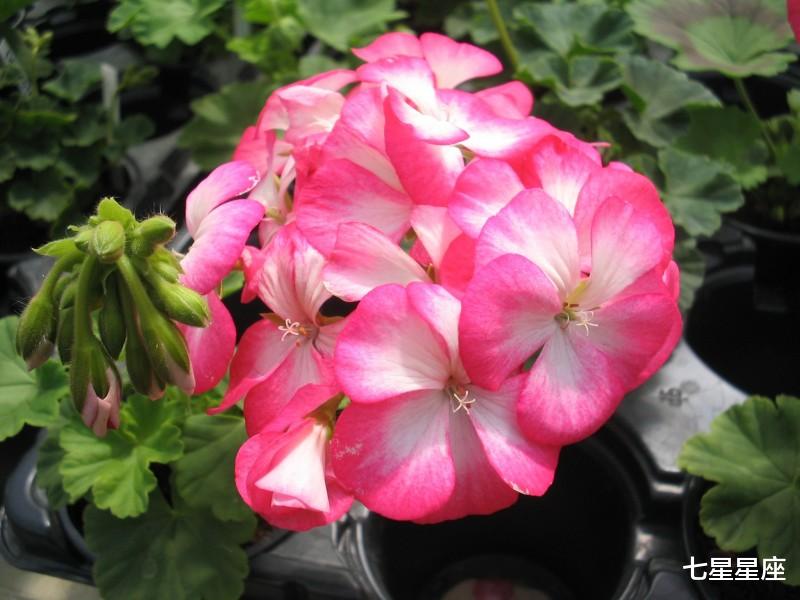 「生肖」7月3号，喜上眉梢，生活紫气东来，赚得腰包鼓鼓的3大生肖