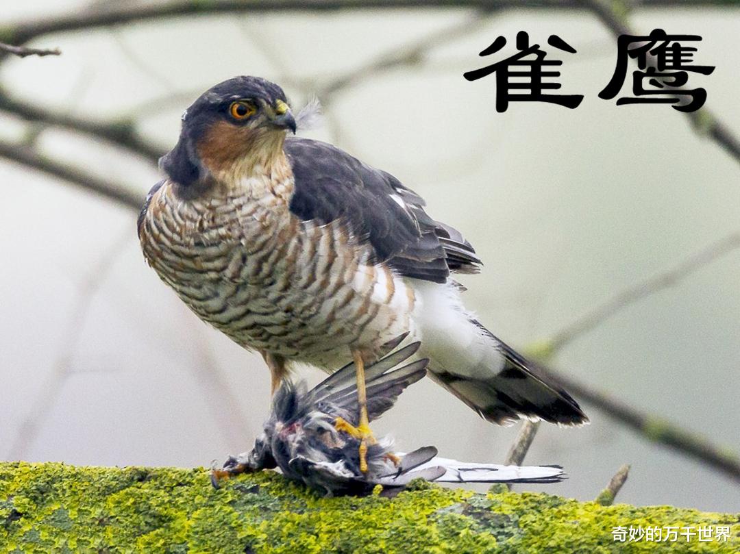 东北方言里“老楞”就是老鹰,但你知道老鹰指的是哪种动物吗?