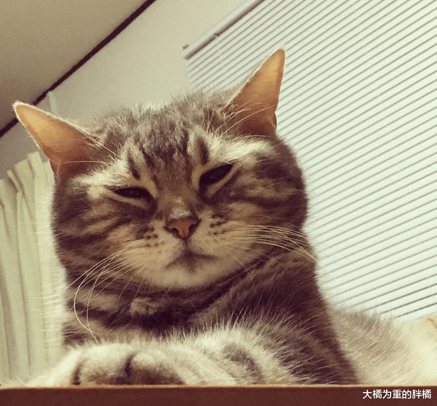 喵星人跟厕所水龙头较劲，喝不成水还次次被淋湿，却让它意外走红