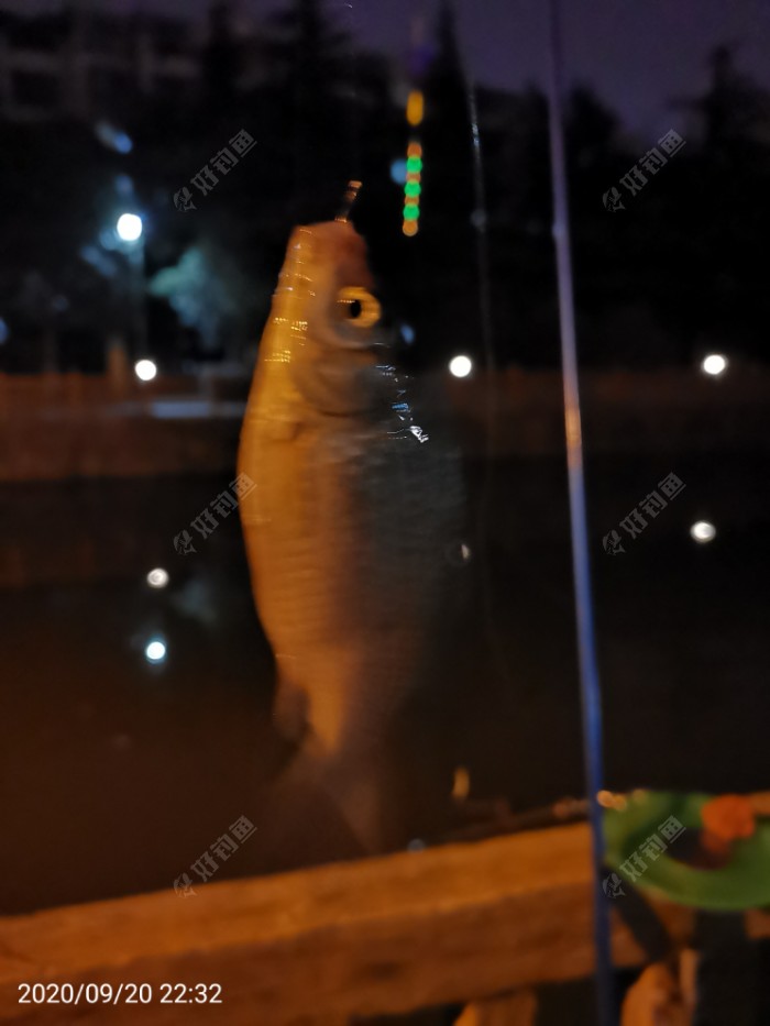 鲫鱼|夜钓鱼口很刁猾 耐心变换小爆护