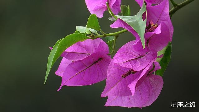 『运势』进入5月份，整装待发，努力向前，脱胎换骨的三大星座