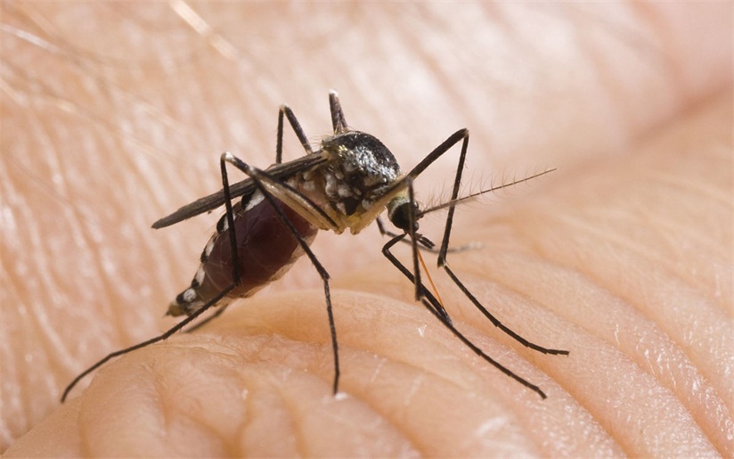 食蚊鱼|食蚊鱼入侵全球：是“天使”还是“恶魔”？它就在你家楼下水域内