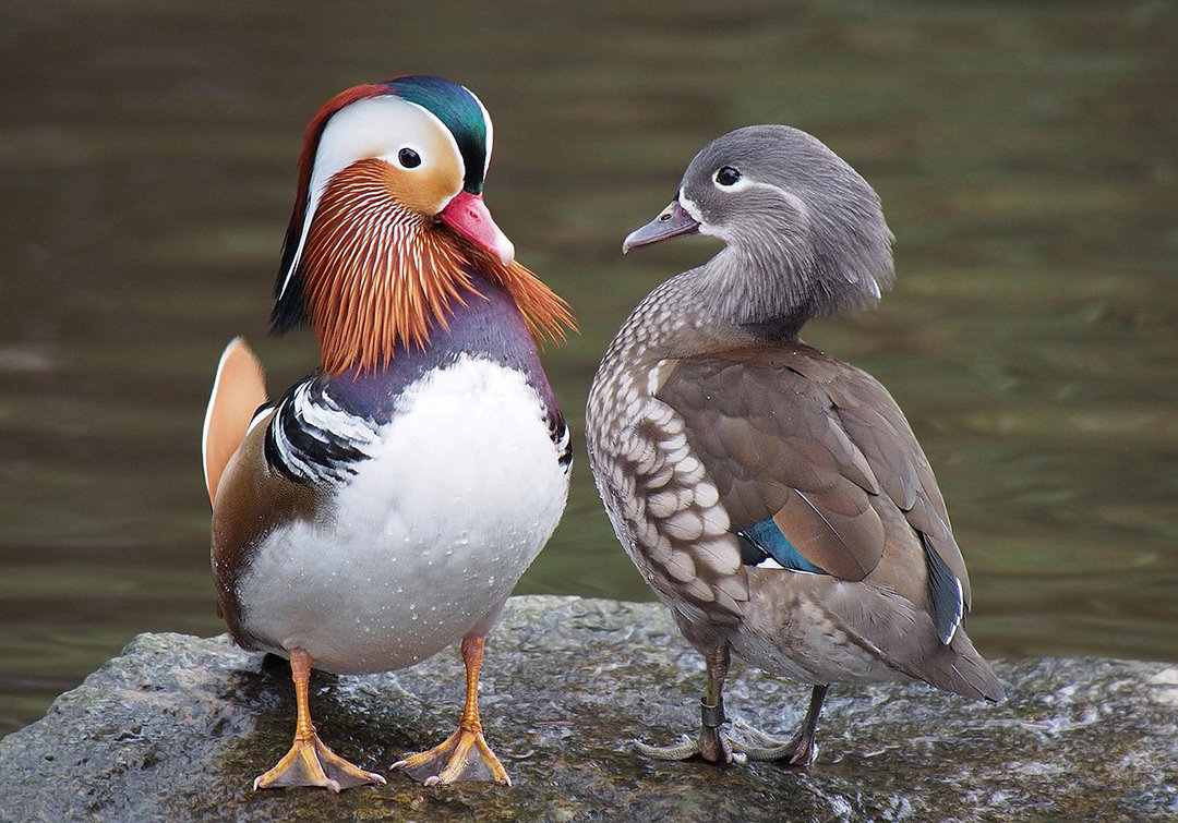 基因@自然界中，为什么雄性大都比雌性漂亮，但人类女性却比男性漂亮？