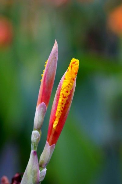 旧爱|八月中旬，爱情回温，旧情复燃，红娘来牵线，前任回归的四大生肖