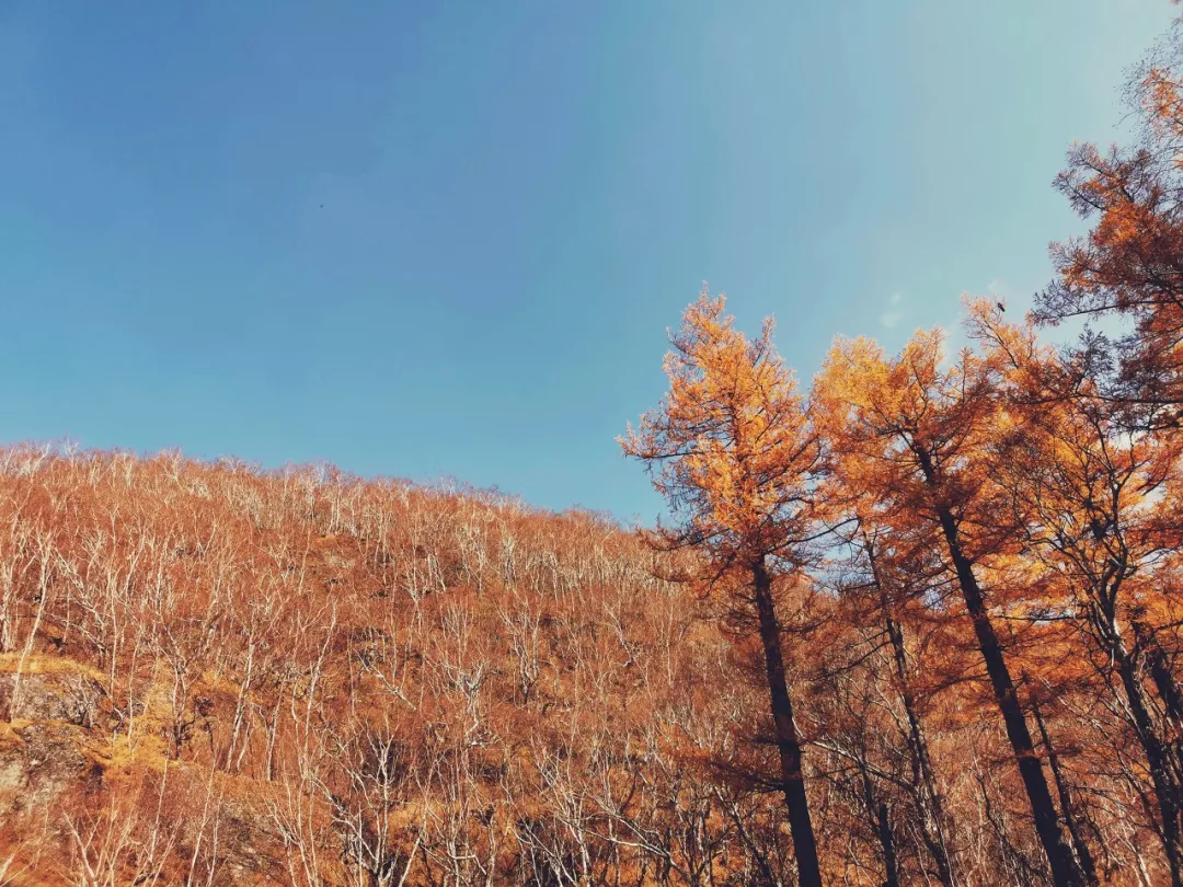 长白山|秋天的东北藏不住了，一组照片流出后，全世界都被惊艳了！