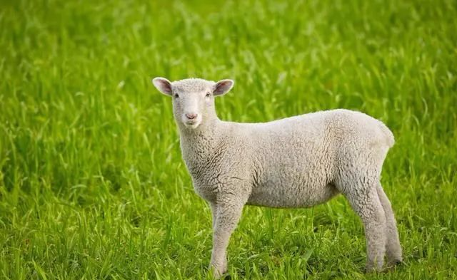 「白羊座」未来30天,事业如鱼得水,财运旺,横财多的生肖属相!