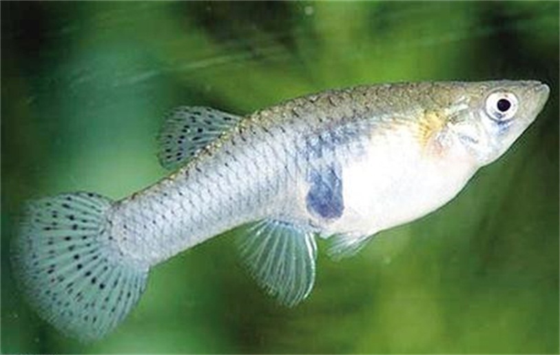 食蚊鱼|食蚊鱼入侵全球：是“天使”还是“恶魔”？它就在你家楼下水域内