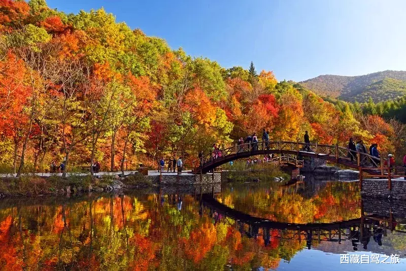 若尔盖|景 | 再过一个月，来看世间醉美的秋天！