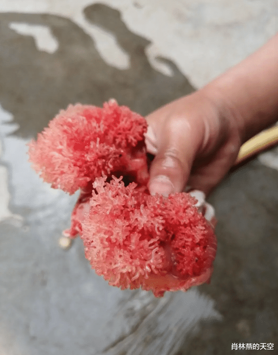 ▲“有没有人知道这是什么？宰鱼连着腮一块剪下来的”哈哈哈评论有点皮