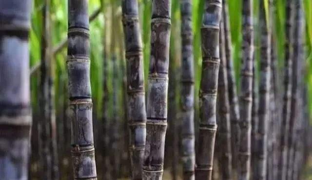 [木乃伊]亨伯特博物馆藏有木乃伊，木乃伊身材巨大，专家说：来源不好定