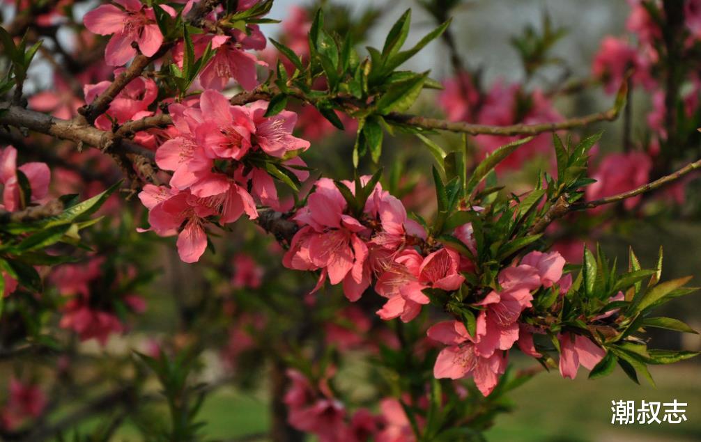 [生肖]报喜：6月29号财运遍地开花，3生肖日进斗金，生活扬眉吐气