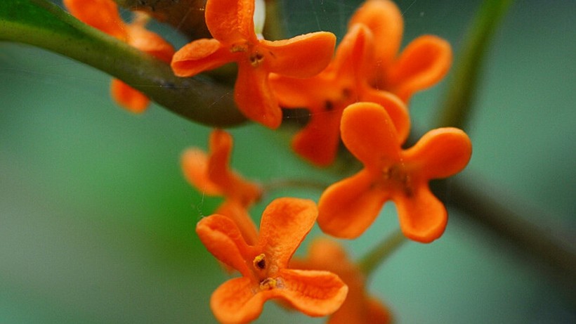 「生肖」7月上旬，姻缘上上签，桃花争先绽放，有望脱离单身的四大生肖