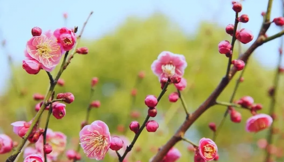 运势|明天起，4生肖特大好消息，下半年前有贵人，后有喜事成双来