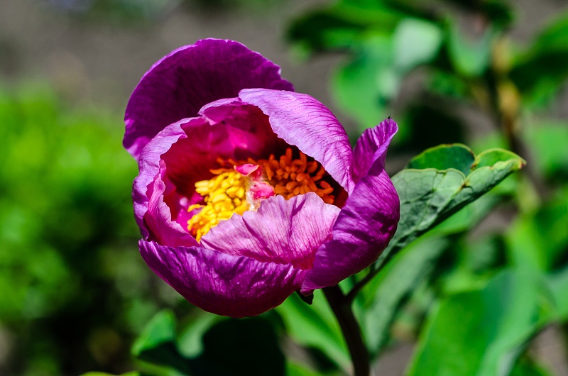 【生肖】财神爷下凡：5月中旬，洪福齐天，穷人翻身变富豪的属相