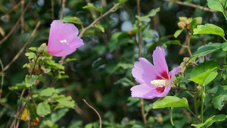 运势|8月下旬开始运势上升，事事顺遂，真爱找上门，事业攀升的4大星座