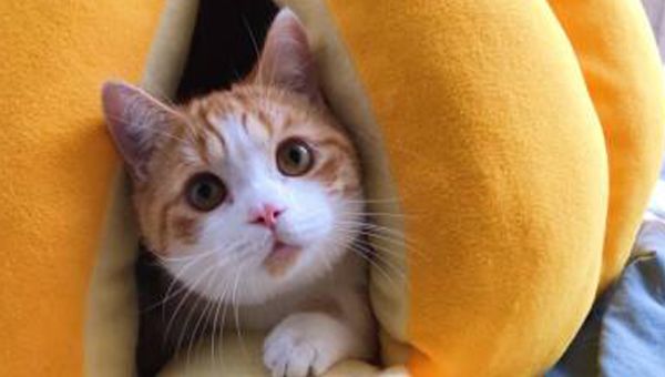 |未来15天，富得流油，不缺乏人脉，正财偏财旺的三生肖生肖龙