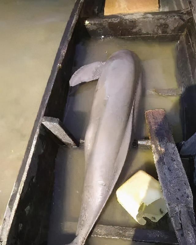 社会养老|钓到“江豚”还炫耀？这位钓鱼人引发热议，网友：三年起步