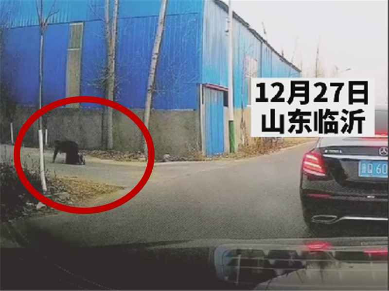 车云社 山东一奔驰婚车队半路突然停下,小伙下车跪拜:我爷爷是烈士!