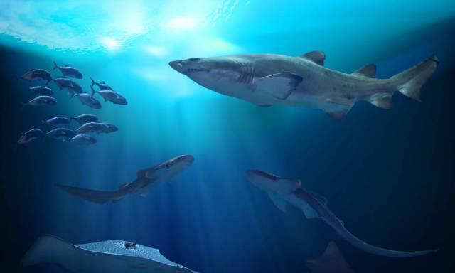 |为什么没有进化出三栖动物？