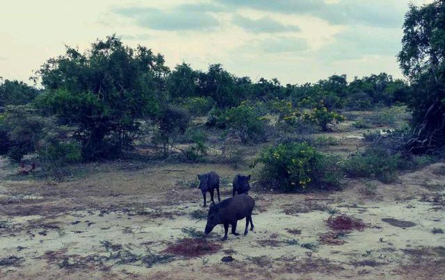 水库|抢劫？河边钓鱼被黑熊抢走，不仅不怕还追踢黑熊，胆真大