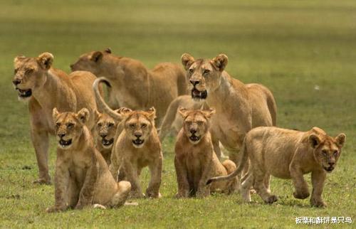 狮子|同为猫科动物,为什么老虎单打独斗,狮子群居,捕猎的还是母狮子