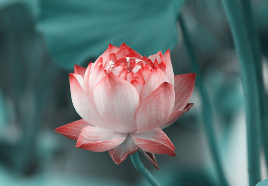 ：未来10天财路大开，4属相横财不请自来，桃花开真爱来，喜事连连