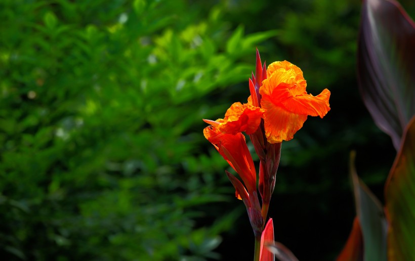 【生肖】6月末，桃花上上签，千世姻缘来旧情刻骨，将再续前缘的四大生肖