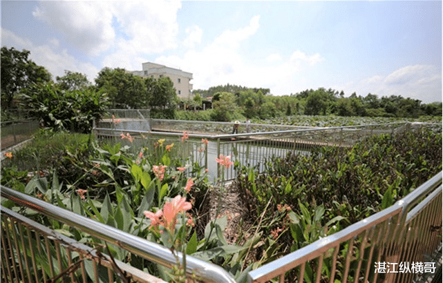 湛江纵横哥|湛江历史上的一起荒唐“仙人水”事件，值得后人警醒