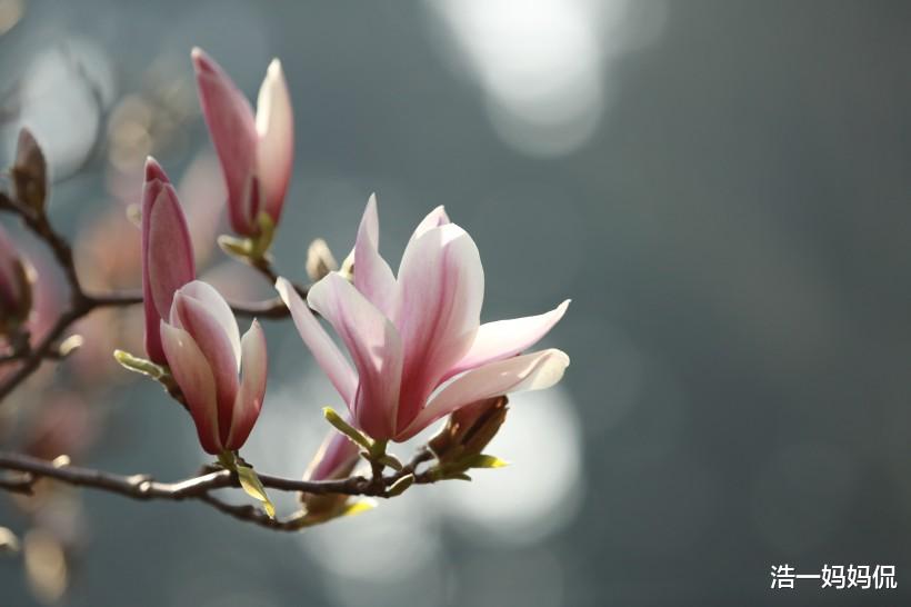 运势▲今天开始,财源大开,3生肖运势开门红,事业大丰收,喜事一连串