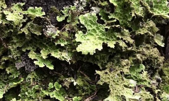 「恐龙」它就是人们口中的“老龙皮”，价值珍贵却不受重视，可惜了！