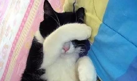 为什么猫咪总喜欢把头埋起来睡觉？背后原因萌炸了