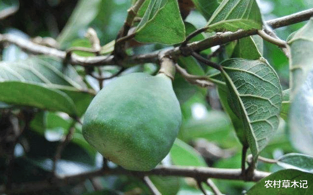 水果▲它是何等的珍贵，请告诉家乡人，别不在乎，目前50元一斤