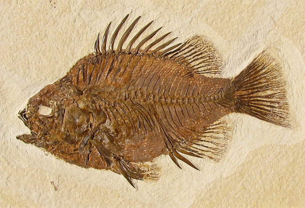 化石|地球上最尴尬的事：交配时变化石，1.7亿年后还要被围观