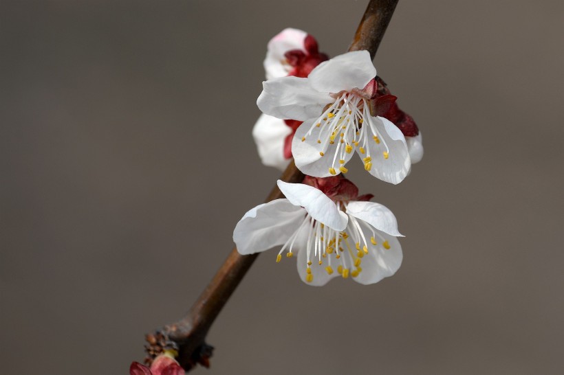 运势▲7月开始,爱情运势大逆袭,旧情燃起,姻缘再度开花的4大生肖