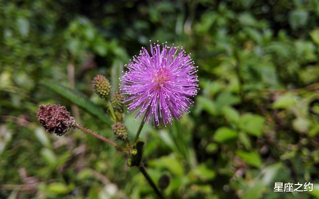 射手座:从5月中旬开始,柳暗花明,好运加身,逢凶化吉的三大星座