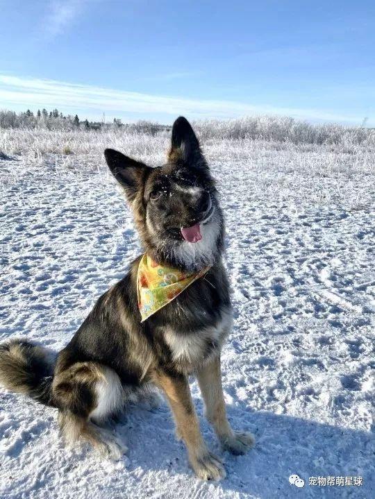 德牧出生13天遭重伤，变得奇丑无比！如今励志成为治疗犬！