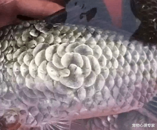 『兽医』大爷钓的鱼中有一条很特别，看清腹部后放生了：这可不能吃呀