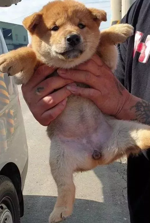 瘸腿狗妈妈含泪哀求：我的孩子，需要一个家……