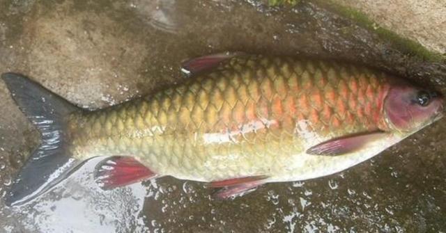 ##这种鱼既像鲤鱼又像草鱼，又有些像青鱼，广西叫它青竹鱼，钓过吗