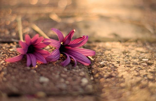 狮子|8月，事业运节节攀升，扬帆起航，4生肖前途无量，用麻布袋装钱