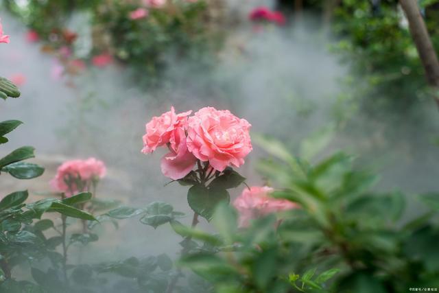 「玉髓」物以稀为贵——玉髓与翡翠的爱恨情仇