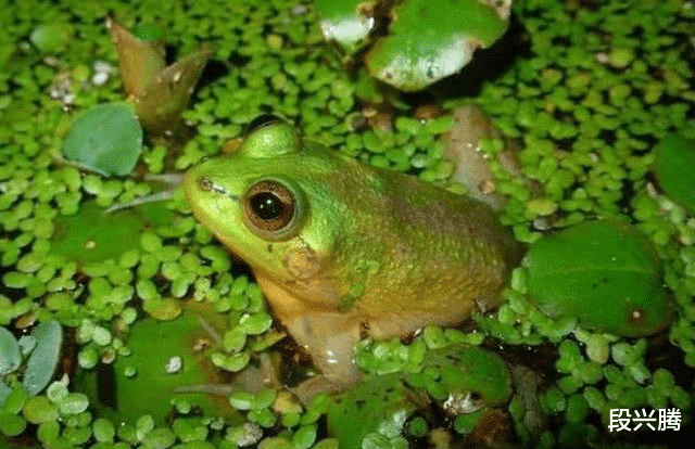 #不合理蛙#世界上最大的蝌蚪，体长25厘米，变成青蛙后的样子让人无语