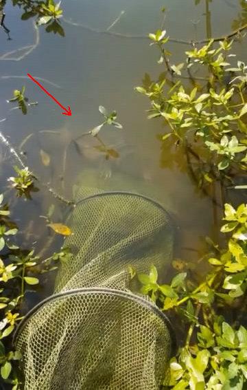 「」这种北美掠食者正在我国水域“到处祸害”，凶猛胆大，甚至不怕人