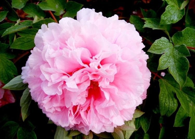 生肖|第一眼不是特别漂亮，但是越看越迷人，非常耐看的三大生肖女