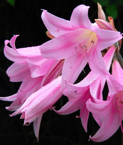 「生肖」7月开始，十里桃花千里情，与旧爱两厢情愿，天荒地老修姻缘生肖